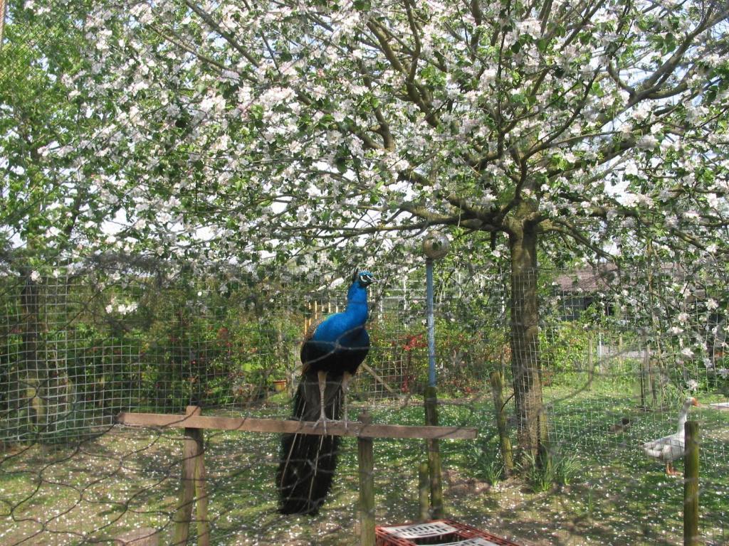 De Hoge Peel Bed & Breakfast Heythuysen ภายนอก รูปภาพ